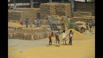 Workers spread paddy at a grain market in Jalandhar. (PTI File) Workers spread paddy at a grain market in Jalandhar. (PTI File)