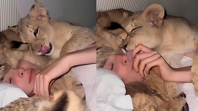In a video shared on Instagram, a woman slept with four lion cubs. (Instagram/freyaaspinall) In a video shared on Instagram, a woman slept with four lion cubs. (Instagram/freyaaspinall)