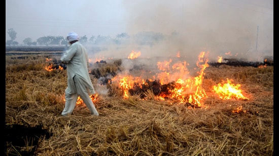 A farmer burns paddy stubble (PTI)
