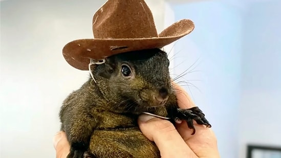 This undated image provided by Mark Longo shows his pet squirrel Peanut that was seized by officers from the state Department of Environmental Conservation, at Longo's home in rural Pine City, N.Y., Wednesday, Oct. 30, 2024. (Courtesy Mark Longo via AP) (AP)