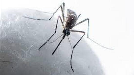 The health minister has appealed to the people to prevent water stagnation in and around their homes. (HT File)