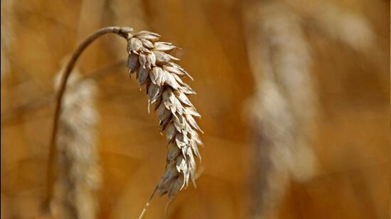 The sowing season for rabi crops begins in mid-October. (File)