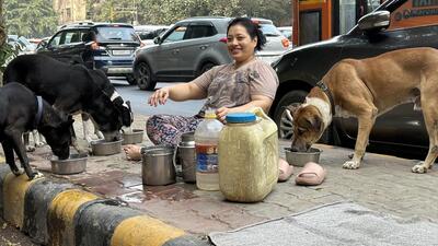 Feeding the four Janpath dogs is Poonam’s daily routine for eight years. (HT Photo) Feeding the four Janpath dogs is Poonam’s daily routine for eight years. (HT Photo)