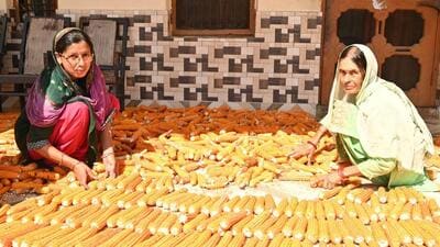 Of the total 264 bigha cultivable land, natural farming is being practised on 218 bigha land in Hamirpur’s Harned village. (File) Of the total 264 bigha cultivable land, natural farming is being practised on 218 bigha land in Hamirpur’s Harned village. (File)
