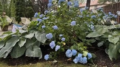 A brain teaser went viral, challenging viewers to spot a hidden cat in a garden scene. (Instagram/br4inteaserhub) A brain teaser went viral, challenging viewers to spot a hidden cat in a garden scene. (Instagram/br4inteaserhub)