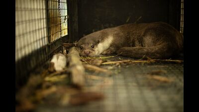 The rescue was initiated following an urgent call about a civet reportedly trapped in a deep well in Gotaki village in Nimgaon Ketaki. (HT PHOTO) The rescue was initiated following an urgent call about a civet reportedly trapped in a deep well in Gotaki village in Nimgaon Ketaki. (HT PHOTO)