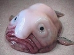 blobfish11