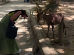 Indian woman in Japan shared a viral video of Nara deer bowing back at her.
Indian woman in Japan shared a viral video of Nara deer bowing back at her.