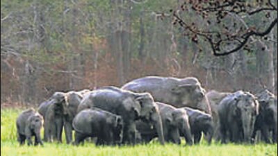 Amid the presence of a herd of wild elephants near residential areas, the Chikkamagaluru district administration on Monday imposed restrictions on movement of people in 13 villages across two gram panchayats (PTI) Amid the presence of a herd of wild elephants near residential areas, the Chikkamagaluru district administration on Monday imposed restrictions on movement of people in 13 villages across two gram panchayats (PTI)