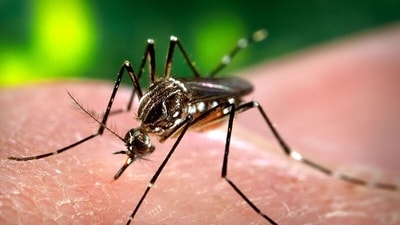 As of November 9, there have been 728 malaria cases and 172 Chikunguniya cases in Delhi As of November 9, there have been 728 malaria cases and 172 Chikunguniya cases in Delhi