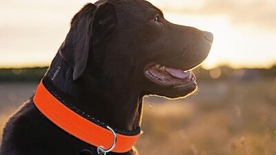 Find a curated list of the best dog collars for your furry friends.