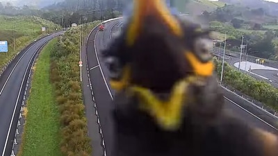 Angry myna bird hijacked a New Zealand traffic camera, going viral with its amusing antics. (Facebook/NZTA) Angry myna bird hijacked a New Zealand traffic camera, going viral with its amusing antics. (Facebook/NZTA)