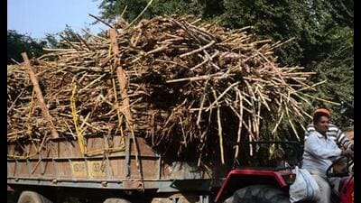 The Punjab government had announced on Wednesday that sugarcane crushing in the state would begin on November 25. According to Doaba Kisan Committee Punjab president Jangveer Singh Chauhan, the state authorities indicated they would not announce sugarcane price until the model code of conduct for bypolls is lifted.