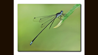 The scientific name of the species, Melanoneura Agasthyamalaica, honours the Agasthyamalai landscape of the western ghats where it was discovered. (HT PHOTO)