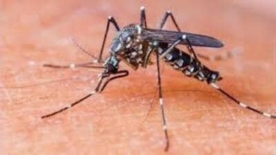 To curb mosquito breeding, residents were urged to observe “dry days” every Sunday, emptying water containers and clearing stagnant water around their premises. (iStock) To curb mosquito breeding, residents were urged to observe “dry days” every Sunday, emptying water containers and clearing stagnant water around their premises. (iStock)