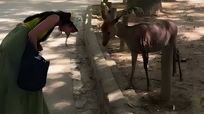 Indian woman in Japan shared a viral video of Nara deer bowing back at her. (Instagram/divsglam) Indian woman in Japan shared a viral video of Nara deer bowing back at her. (Instagram/divsglam)