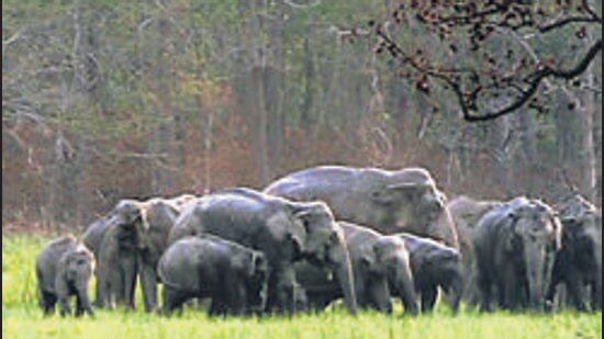 Amid the presence of a herd of wild elephants near residential areas, the Chikkamagaluru district administration on Monday imposed restrictions on movement of people in 13 villages across two gram panchayats (PTI)