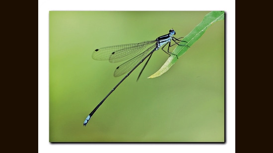 The scientific name of the species, Melanoneura Agasthyamalaica, honours the Agasthyamalai landscape of the western ghats where it was discovered. (HT PHOTO)