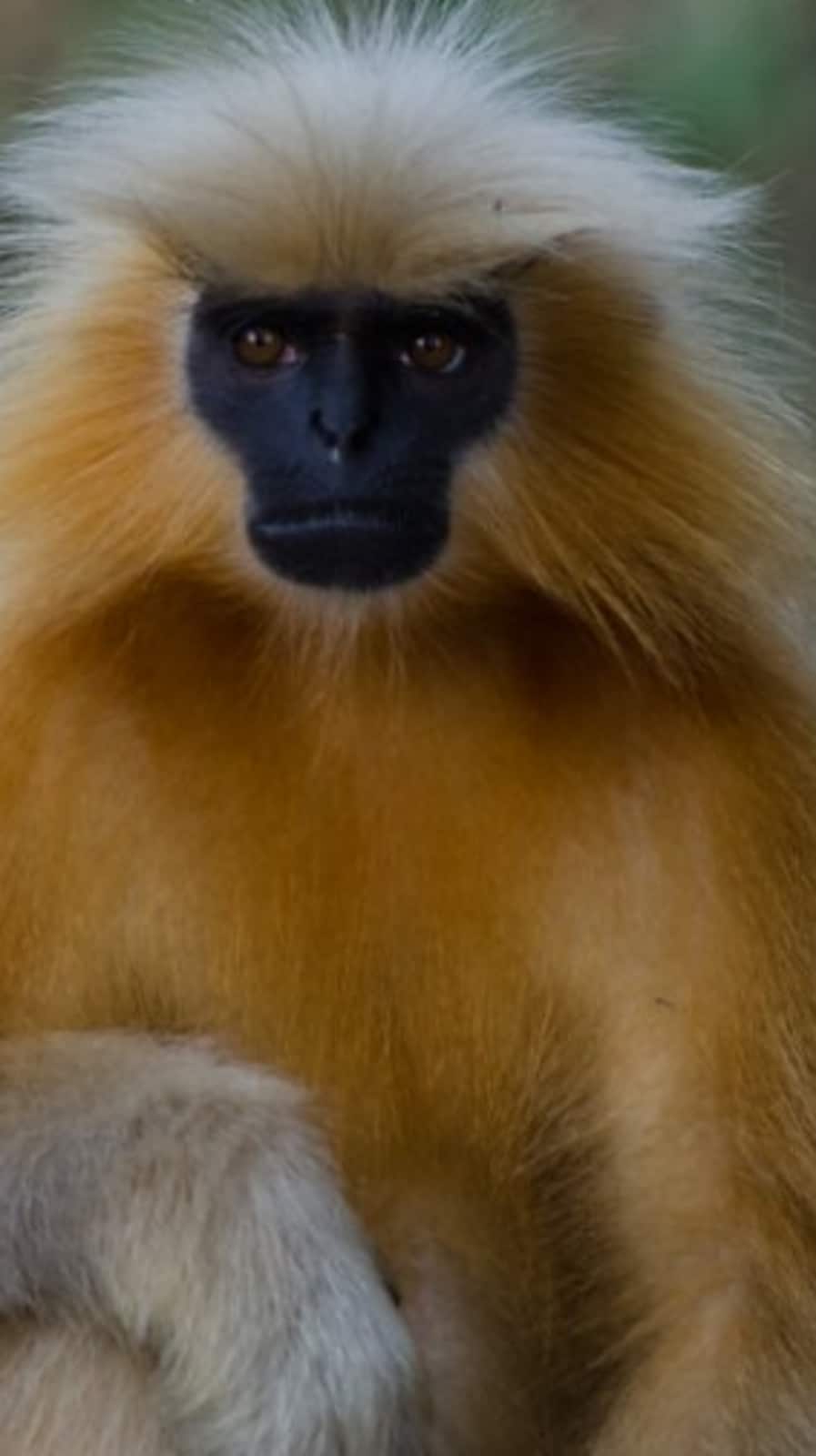 5 rare animals that are on the verge of extinction