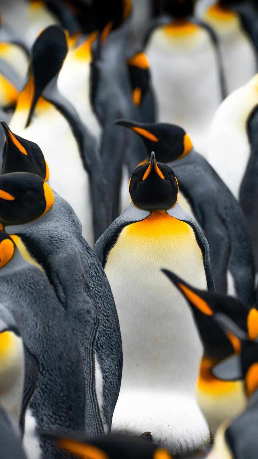 penguins