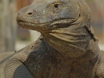 Reptile