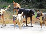 Stray dogs killed a 14-month-old boy in Andhra Pradesh