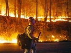 This image provided by New Jersey Department of Environmental Protection shows the wildfire in Jennings Creek, N.J., Saturday, Nov. 9, 2024. (New Jersey Department of Environmental Protection via AP) This image provided by New Jersey Department of Environmental Protection shows the wildfire in Jennings Creek, N.J., Saturday, Nov. 9, 2024. (New Jersey Department of Environmental Protection via AP)