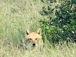 The golden jackal, also known as the common jackal, is found throughout India. 