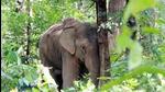 The jumbo was part of a herd of six elephants that had been roaming in the area for the last couple of days. (Representative file photo)