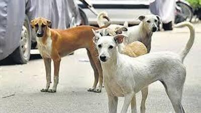 Animal Birth Control Rules, 2023, which comes under Prevention of Cruelty to Animals, Act 1960, mandates the sterilisation of stray dogs in city. (HT File) Animal Birth Control Rules, 2023, which comes under Prevention of Cruelty to Animals, Act 1960, mandates the sterilisation of stray dogs in city. (HT File)