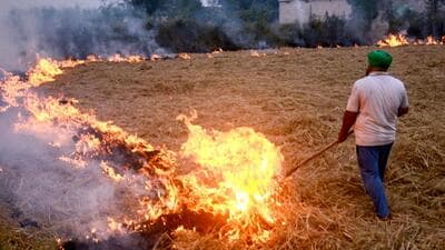 Stubble burning in Patiala of Punjab. (ANI) Stubble burning in Patiala of Punjab. (ANI)