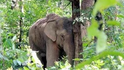The jumbo was part of a herd of six elephants that had been roaming in the area for the last couple of days. (Representative file photo)