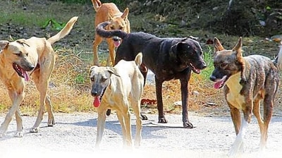 Stray dogs killed a 14-month-old boy in Andhra Pradesh (HT_PRINT) Stray dogs killed a 14-month-old boy in Andhra Pradesh (HT_PRINT)