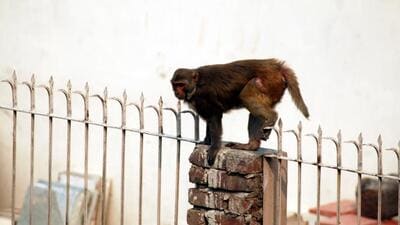 The primary component of the project is to capture at least 1,000 monkeys, with each capture estimated at a rate of  ₹2,500. (Sunil Ghosh/HT Photo)