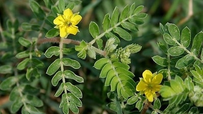 Gokshura: Gokshura helps strengthen bones and promote musculoskeletal health. It supports calcium absorption and improves bone density. (Pinterest) Gokshura: Gokshura helps strengthen bones and promote musculoskeletal health. It supports calcium absorption and improves bone density. (Pinterest)