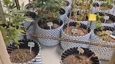 Rahul Chaudhary was allegedly using advanced aeroponic techniques which he learned through online resources, to cultivate cannabis in a fully controlled environment. (ANI/X) Rahul Chaudhary was allegedly using advanced aeroponic techniques which he learned through online resources, to cultivate cannabis in a fully controlled environment. (ANI/X)