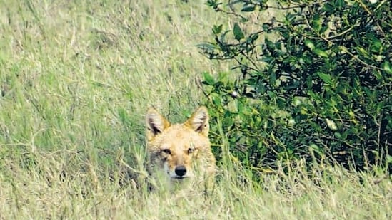 The golden jackal, also known as the common jackal, is found throughout India.