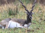 Blackbuck