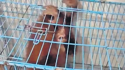 Orangutan and endangered reptiles seized from a 3 BHK flat at Palava
