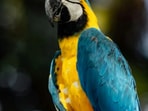 Macaw