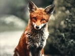 Red_Fox_Bird_Hunter