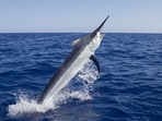 black_marlin