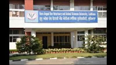 Dean, College of Fisheries, Guru Angad Dev Veterinary and Animal Sciences University, Ludhiana, Meera Ansal, said day length, light intensity and photosynthetic activity decrease during winters, which lowers dissolved oxygen content in the water, particularly during continuous foggy days. Hence, farmers should aerate the ponds either by adding fresh water or by using aerators. (HT Photo) Dean, College of Fisheries, Guru Angad Dev Veterinary and Animal Sciences University, Ludhiana, Meera Ansal, said day length, light intensity and photosynthetic activity decrease during winters, which lowers dissolved oxygen content in the water, particularly during continuous foggy days. Hence, farmers should aerate the ponds either by adding fresh water or by using aerators. (HT Photo)