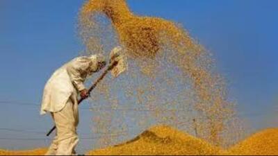 Ludhiana DC said the administration is ensuring smooth and hassle-free procurement and lifting of paddy. (HT Photo)