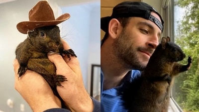 Internet sensation and beloved critter Peanut the squirrel is no more: The internet rejects euthanasia narrative asserting he was murdered Internet sensation and beloved critter Peanut the squirrel is no more: The internet rejects euthanasia narrative asserting he was murdered