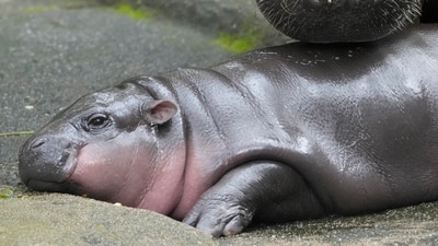 FILE -Two-month-old baby hippo Moo Deng and her mother Jona are seen at the Khao Kheow Open Zoo in Chonburi province, Thailand, , Sept. 19, 2024. (AP Photo/Sakchai Lalit, File) (AP) FILE -Two-month-old baby hippo Moo Deng and her mother Jona are seen at the Khao Kheow Open Zoo in Chonburi province, Thailand, , Sept. 19, 2024. (AP Photo/Sakchai Lalit, File) (AP)
