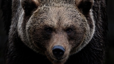In January, a bear allegedly broke into a 2010 Rolls-Royce Ghost. (Representational) In January, a bear allegedly broke into a 2010 Rolls-Royce Ghost. (Representational)