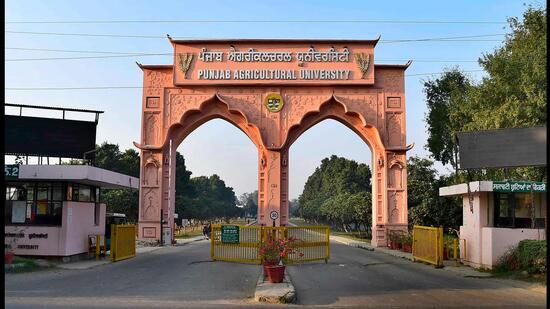 On November 14, the minimum temperature was 16.5 degrees Celsius, five degrees higher than the normal of 11.4 degrees Celsius and second-highest since data collection started, according to an expert from PAU, Ludhiana. (HT Photo)