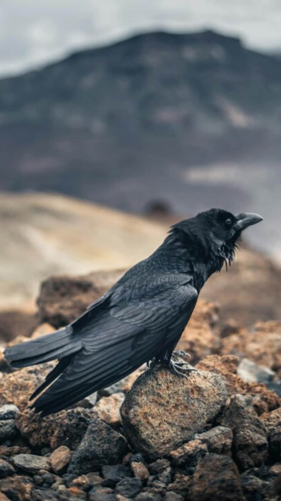 Birds' worst enemies: 7 creatures that hunt them | Hindustan Times