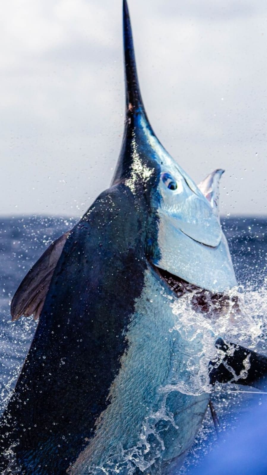 Fastest Fish In The World Black Marlin